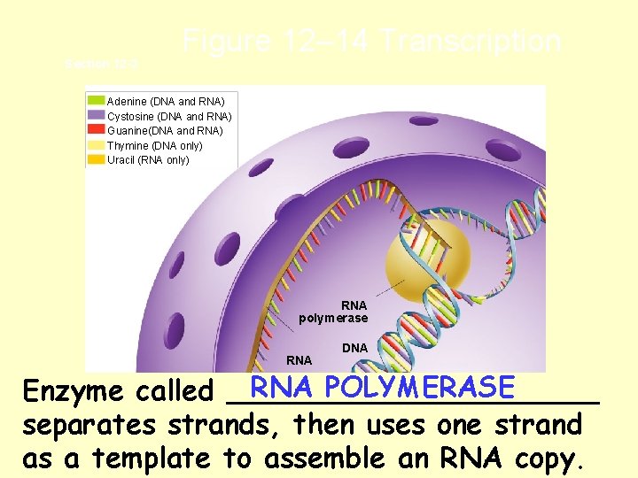 Section 12 -3 Figure 12– 14 Transcription Adenine (DNA and RNA) Cystosine (DNA and Section 12 -3 Figure 12– 14 Transcription Adenine (DNA and RNA) Cystosine (DNA and