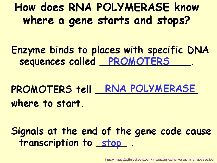How does RNA POLYMERASE know where a gene starts and stops? Enzyme binds to How does RNA POLYMERASE know where a gene starts and stops? Enzyme binds to