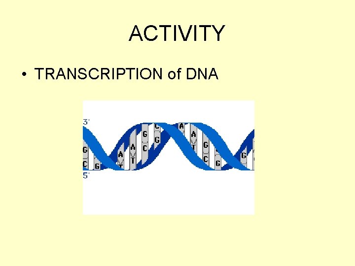 ACTIVITY • TRANSCRIPTION of DNA ACTIVITY • TRANSCRIPTION of DNA