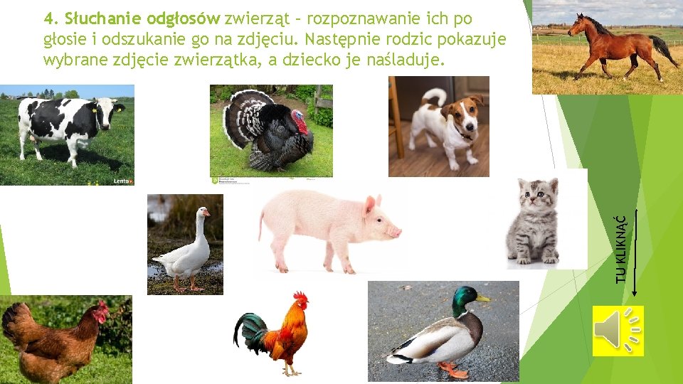 TU KLIKNĄĆ 4. Słuchanie odgłosów zwierząt – rozpoznawanie ich po głosie i odszukanie go