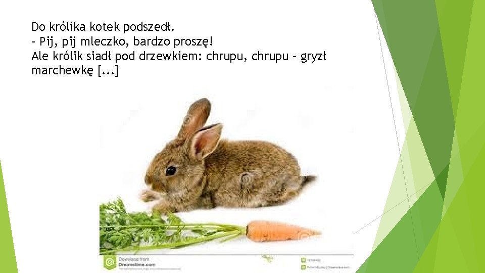 Do królika kotek podszedł. – Pij, pij mleczko, bardzo proszę! Ale królik siadł pod