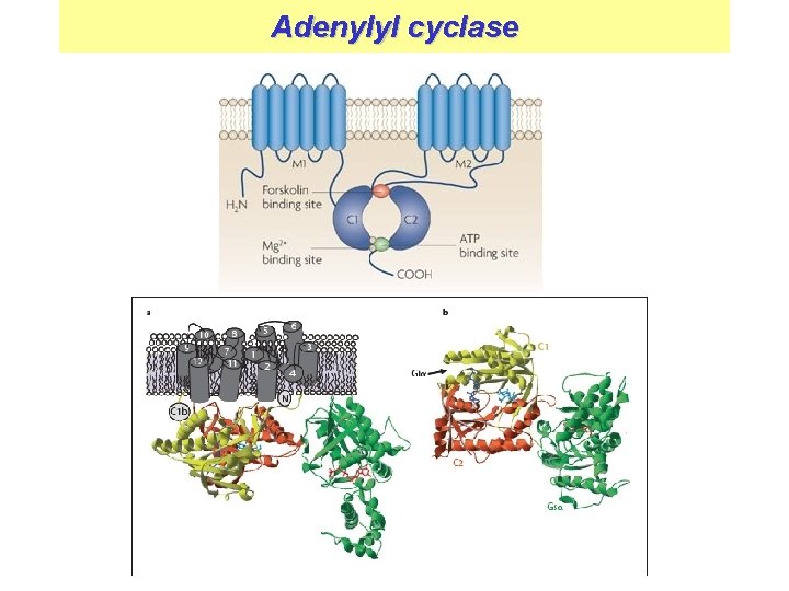 Bio 2000 Diffusible and electrical signaling factors Part