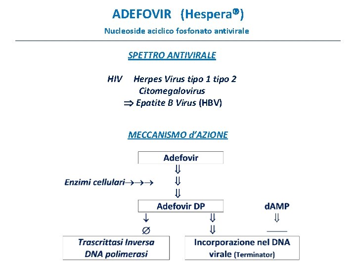 ADEFOVIR (Hespera ) Nucleoside aciclico fosfonato antivirale SPETTRO ANTIVIRALE HIV Herpes Virus tipo 1