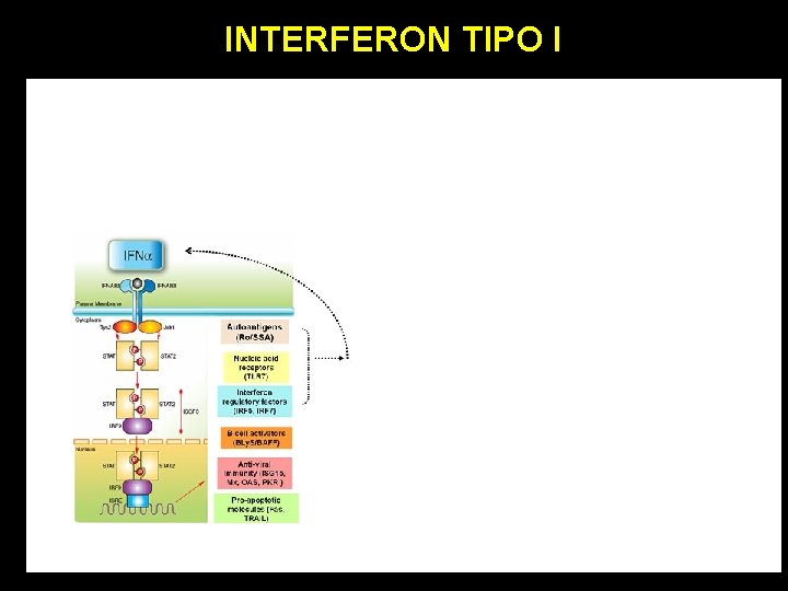 INTERFERON TIPO I 