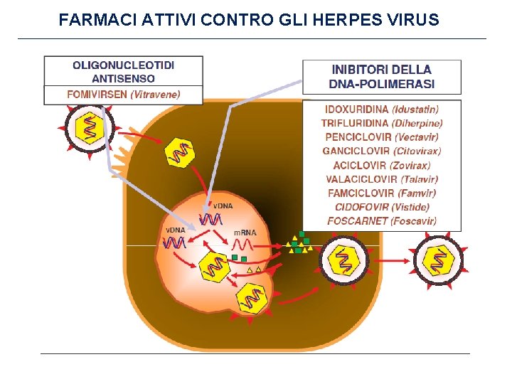 FARMACI ATTIVI CONTRO GLI HERPES VIRUS 