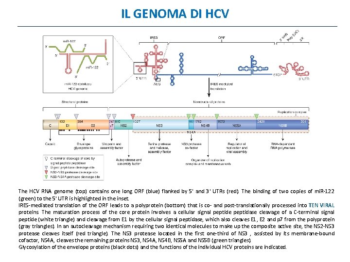 IL GENOMA DI HCV The HCV RNA genome (top) contains one long ORF (blue)