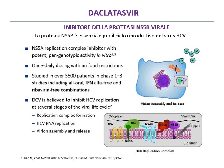 DACLATASVIR INIBITORE DELLA PROTEASI NS 5 B VIRALE La proteasi NS 5 B è