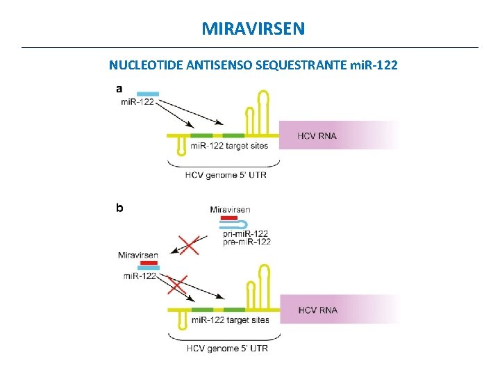 MIRAVIRSEN NUCLEOTIDE ANTISENSO SEQUESTRANTE mi. R-122 