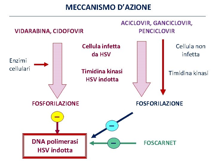 MECCANISMO D’AZIONE ACICLOVIR, GANCICLOVIR, PENCICLOVIR VIDARABINA, CIDOFOVIR Cellula infetta da HSV Enzimi cellulari Timidina