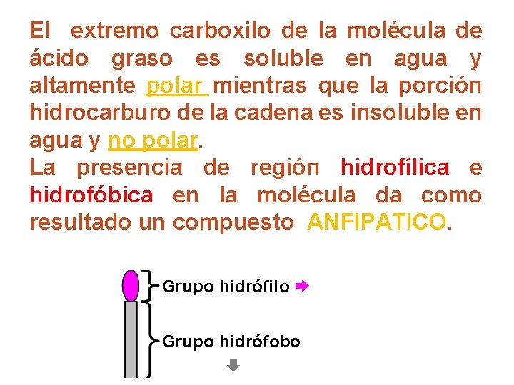 El extremo carboxilo de la molécula de ácido graso es soluble en agua y