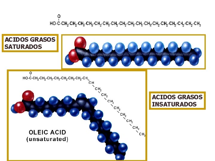 ACIDOS GRASOS SATURADOS ACIDOS GRASOS INSATURADOS 