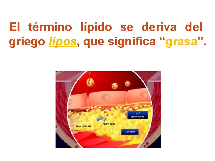 El término lípido se deriva del griego lipos, que significa “grasa”. 