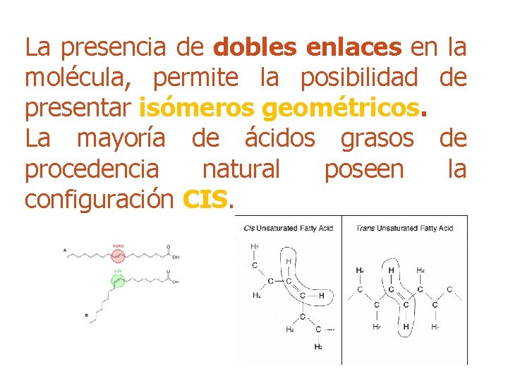 La presencia de dobles enlaces en la molécula, permite la posibilidad de presentar isómeros