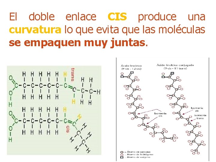 El doble enlace CIS produce una curvatura lo que evita que las moléculas se