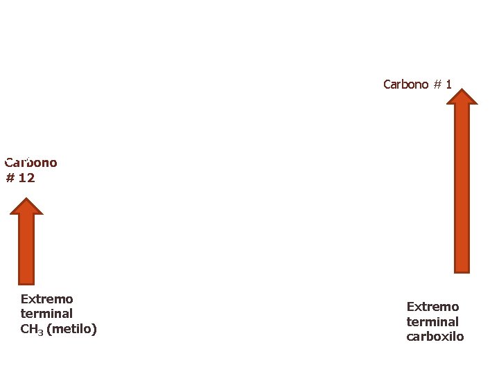 Carbono # 1 CH 3 Carbono # 12 Extremo terminal CH 3 (metilo) Extremo