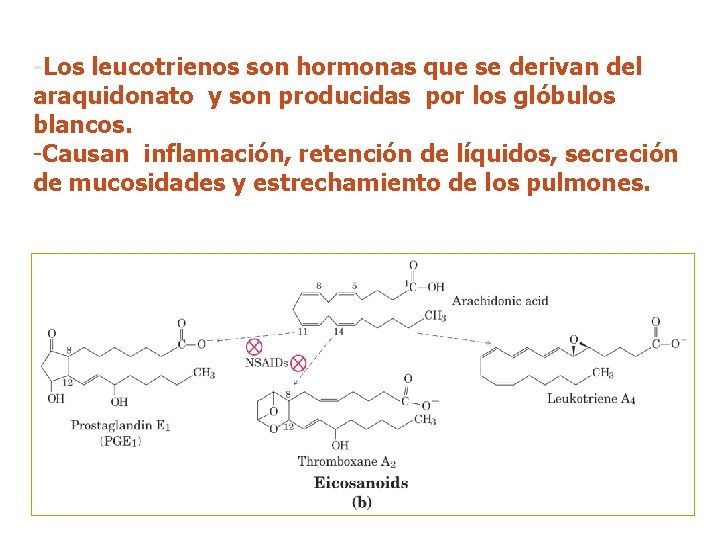 -Los leucotrienos son hormonas que se derivan del araquidonato y son producidas por los