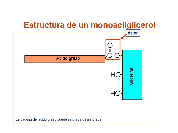 Estructura de un monoacilglicerol éster = O C-O CH 2 Glicerina Ácido graso HO