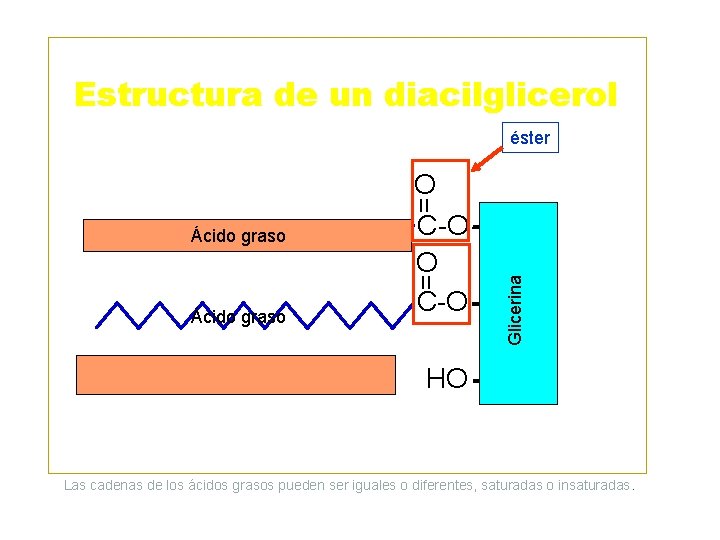 Estructura de un diacilglicerol éster = Ácido graso Glicerina = O C-O CH 2