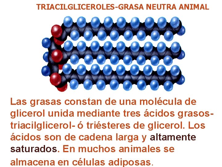 TRIACILGLICEROLES-GRASA NEUTRA ANIMAL Las grasas constan de una molécula de glicerol unida mediante tres