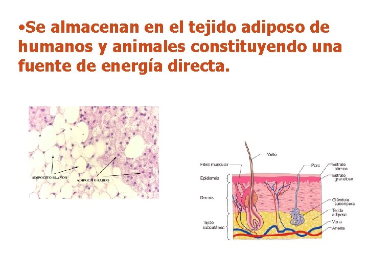  • Se almacenan en el tejido adiposo de humanos y animales constituyendo una