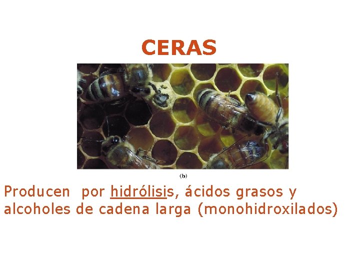 CERAS Producen por hidrólisis, ácidos grasos y alcoholes de cadena larga (monohidroxilados) 