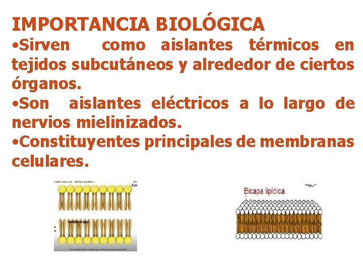 IMPORTANCIA BIOLÓGICA • Sirven como aislantes térmicos en tejidos subcutáneos y alrededor de ciertos