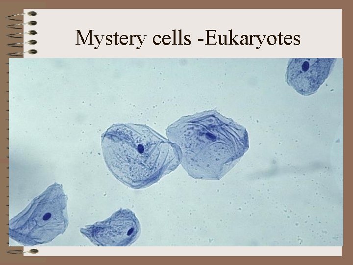 Mystery cells -Eukaryotes 