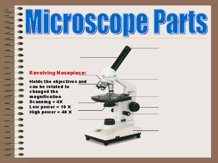 Revolving Nosepiece: Holds the objectives and can be rotated to changed the magnification Scanning