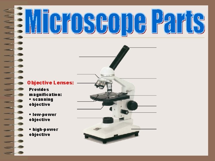 Objective Lenses: Provides magnification: • scanning objective • low-power objective • high-power objective 