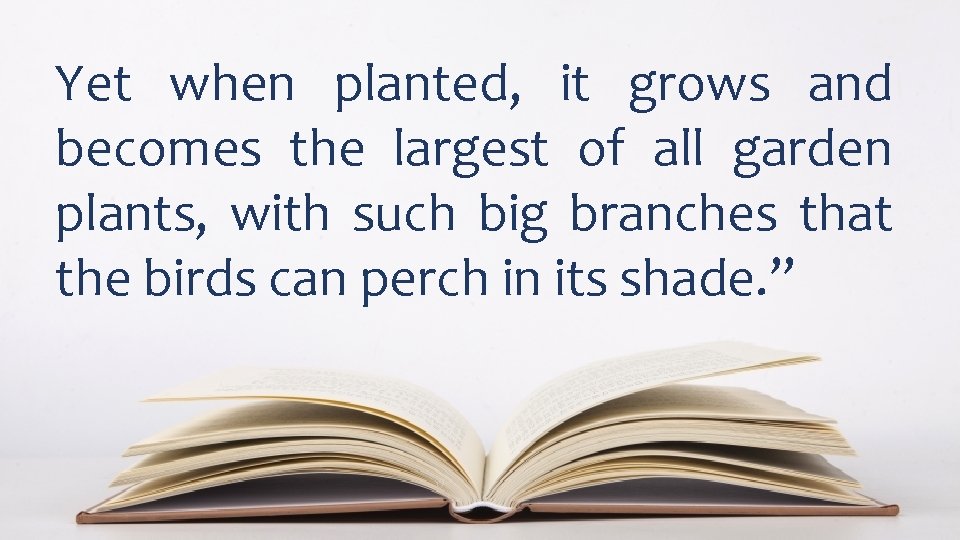 Yet when planted, it grows and becomes the largest of all garden plants, with