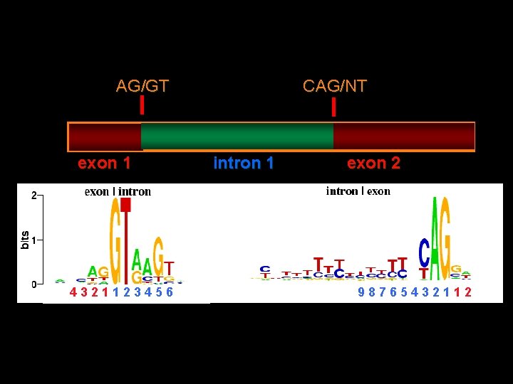 CAG/NT AG/GT exon 1 4321123456 intron 1 exon 2 98765432112 