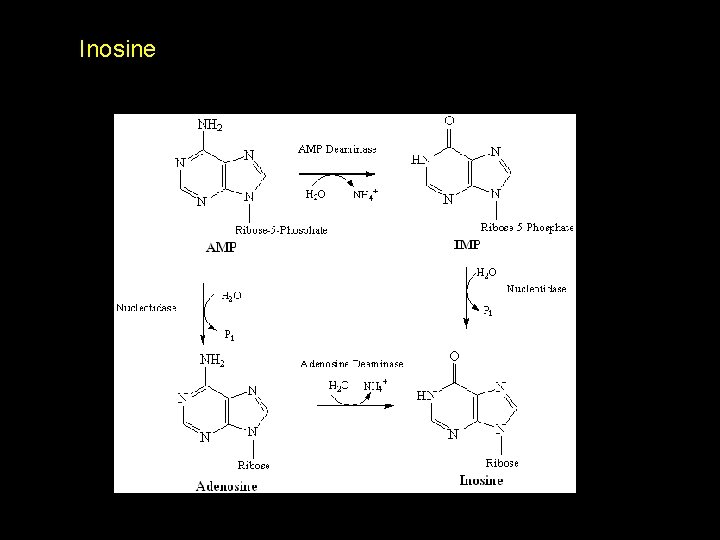 Inosine 