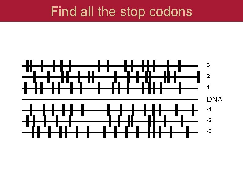 Find all the stop codons 3 2 1 DNA -1 -2 -3 