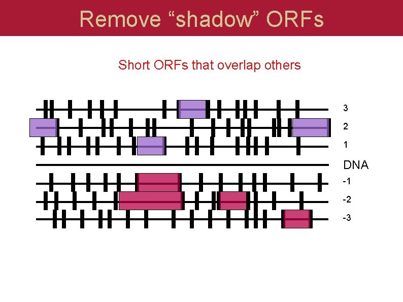 Remove “shadow” ORFs Short ORFs that overlap others 3 2 1 DNA -1 -2