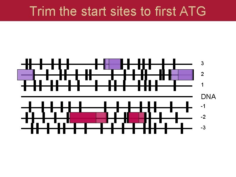 Trim the start sites to first ATG 3 2 1 DNA -1 -2 -3