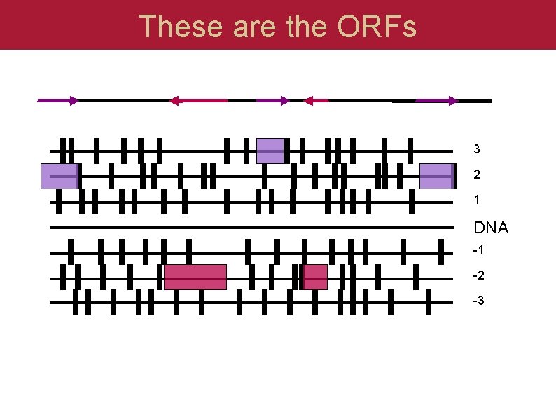 These are the ORFs 3 2 1 DNA -1 -2 -3 