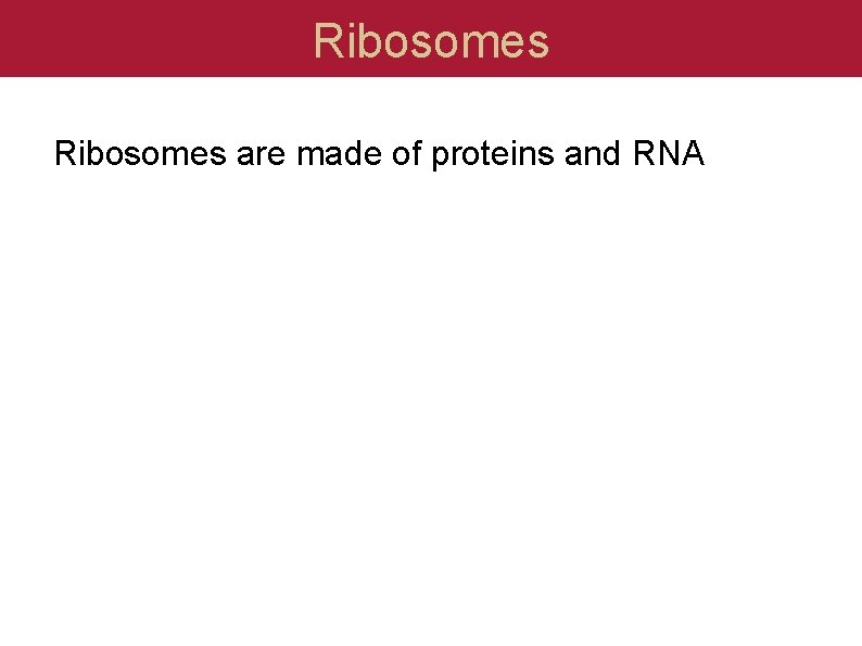 Ribosomes are made of proteins and RNA 