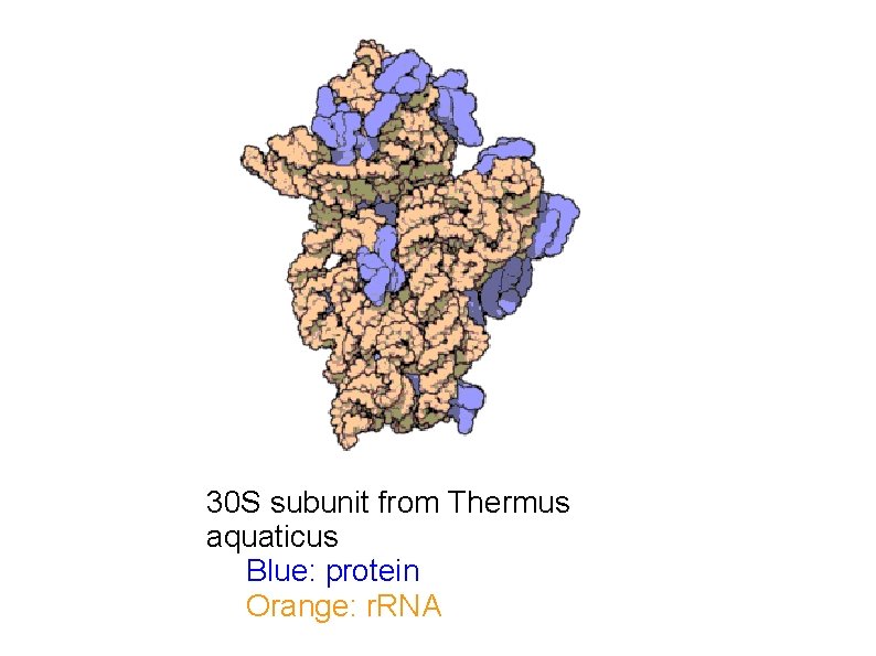 30 S subunit from Thermus aquaticus Blue: protein Orange: r. RNA 