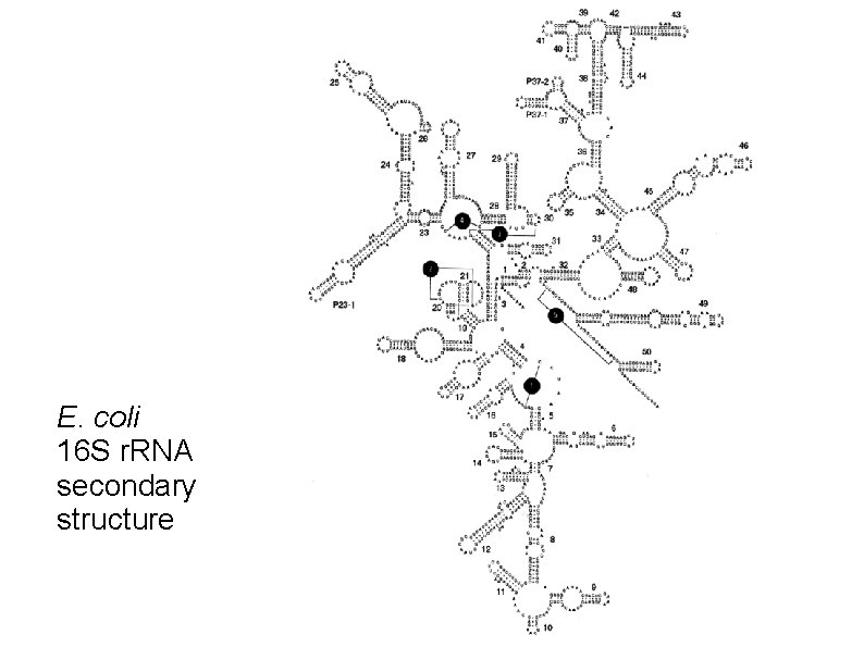 E. coli 16 S r. RNA secondary structure 