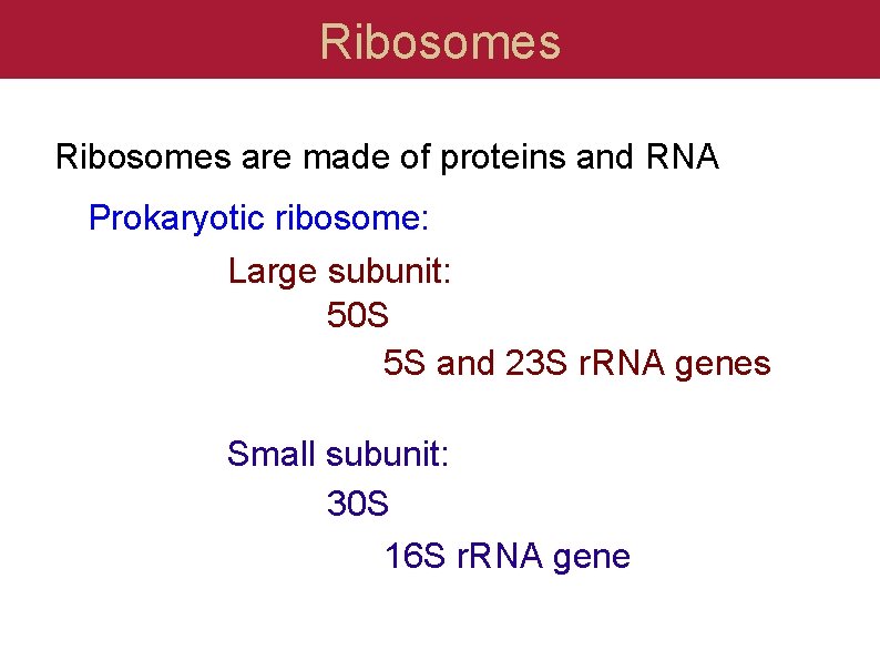 Ribosomes are made of proteins and RNA Prokaryotic ribosome: Large subunit: 50 S 5