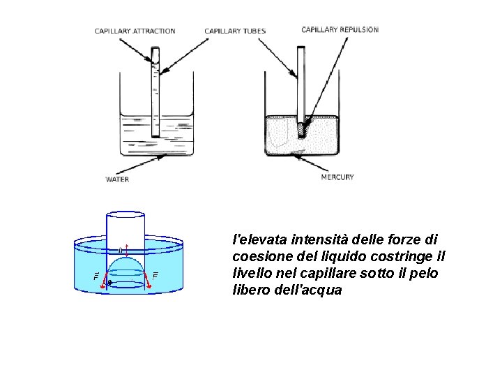 l'elevata intensità delle forze di coesione del liquido costringe il livello nel capillare sotto l'elevata intensità delle forze di coesione del liquido costringe il livello nel capillare sotto