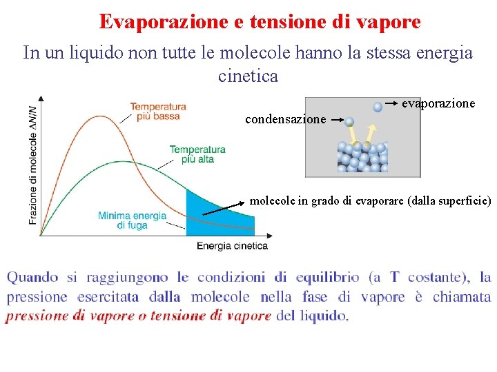 Evaporazione e tensione di vapore In un liquido non tutte le molecole hanno la Evaporazione e tensione di vapore In un liquido non tutte le molecole hanno la