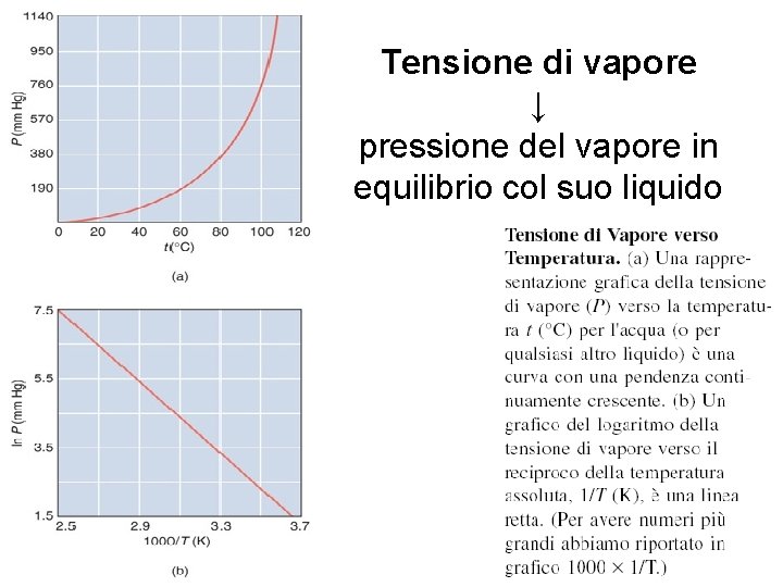 Tensione di Vapore verso Tensione di vapore Temperatura ↓ pressione del vapore in equilibrio Tensione di Vapore verso Tensione di vapore Temperatura ↓ pressione del vapore in equilibrio