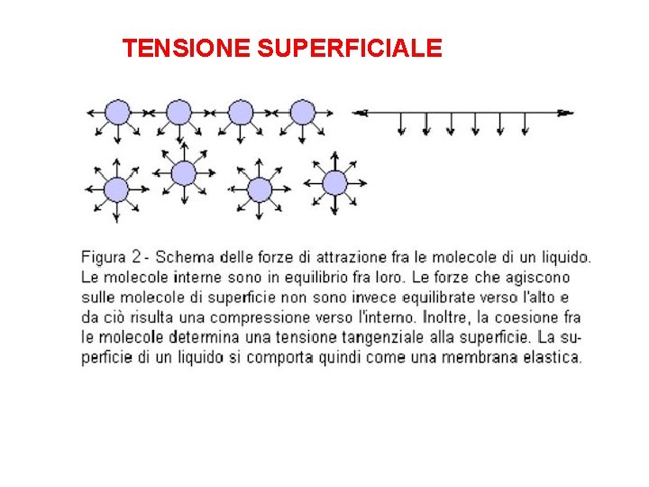 TENSIONE SUPERFICIALE TENSIONE SUPERFICIALE