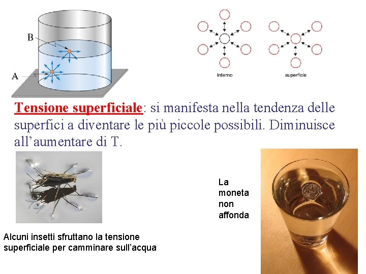 Tensione superficiale: si manifesta nella tendenza delle superfici a diventare le più piccole possibili. Tensione superficiale: si manifesta nella tendenza delle superfici a diventare le più piccole possibili.