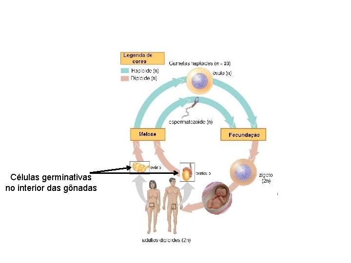 Células germinativas no interior das gônadas 