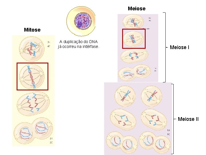 Meiose Mitose A duplicação do DNA já ocorreu na intérfase. Meiose II 