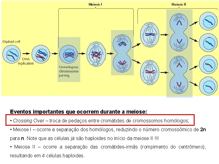 Eventos importantes que ocorrem durante a meiose: • Crossing Over – troca de pedaços