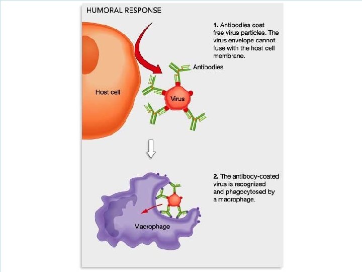 I Infections A Pathogen Something that causes disease