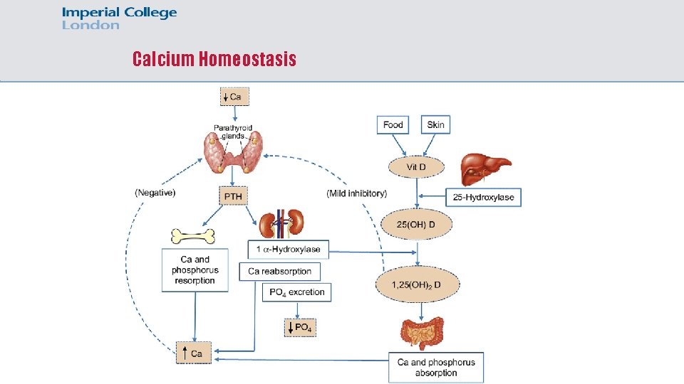 Calcium Homeostasis 